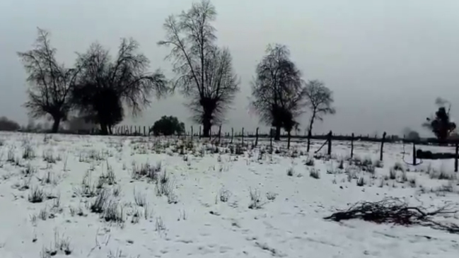 Minagri comenzó a repartir forraje a ganaderos afectados por nevazones en el Biobío