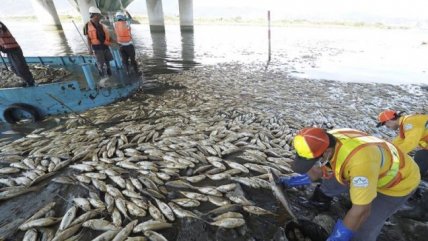   Miles de peces murieron debido a ola de calor en Taiwán 