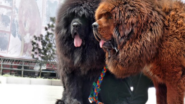 Justicia de EE.UU. ordenó cortarles las cuerdas vocales a perros que ladraban mucho