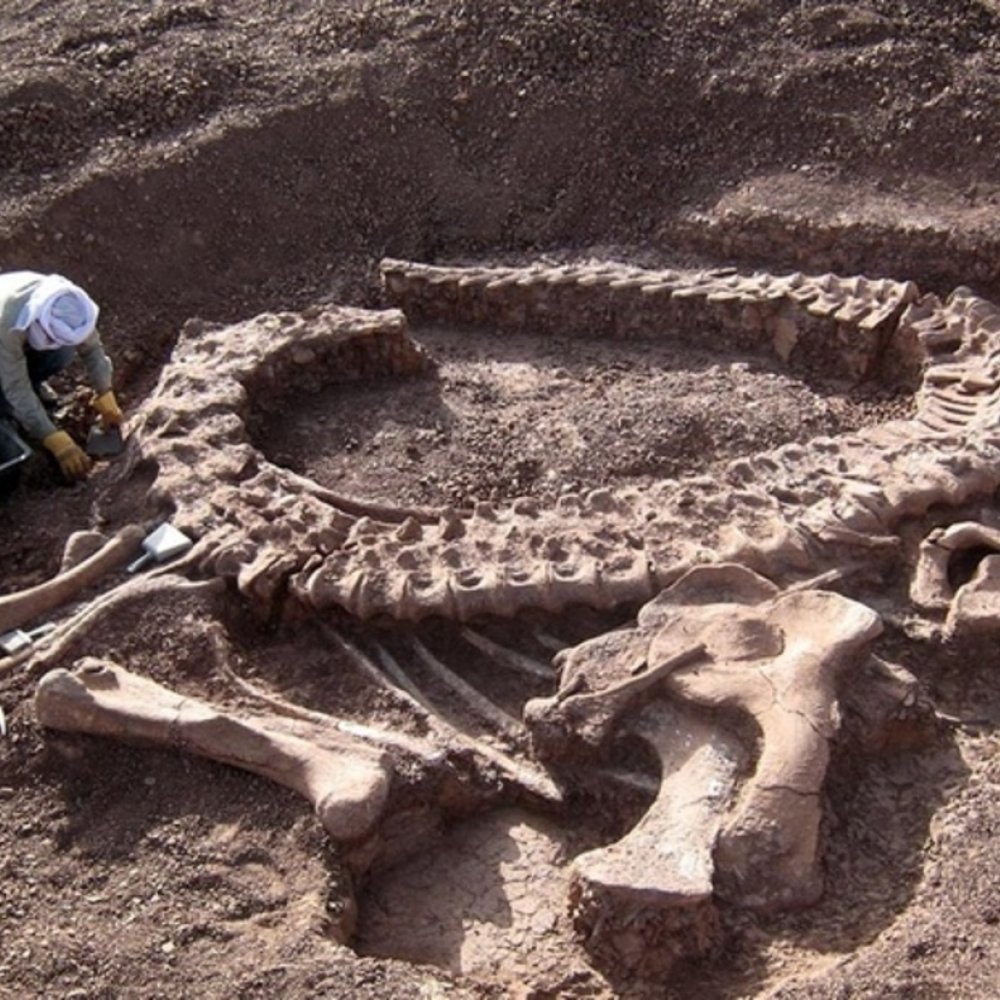 Polémica por venta de restos de dinosaurio en Facebook