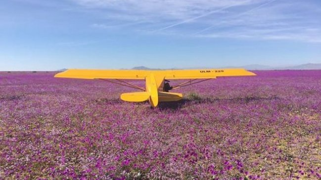 Denuncian que más de 10 avionetas aterrizaron sobre el desierto florido