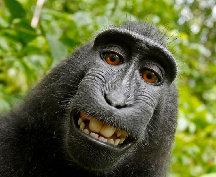 Fotógrafo se quedó con los derechos de la selfie que se tomó un mono
