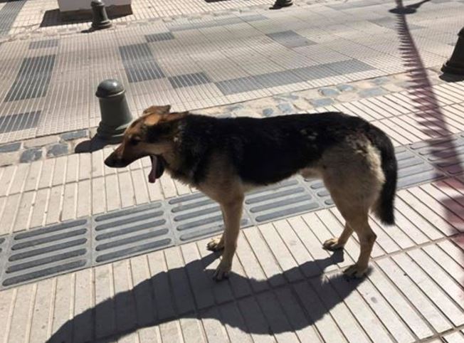 Medio francés comparó al perro de las empanadas con Chile