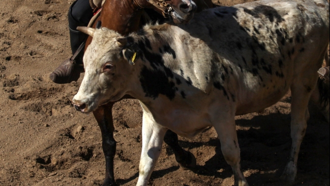 Novillo hirió a mujer luego de escapar de rodeo en Pirque