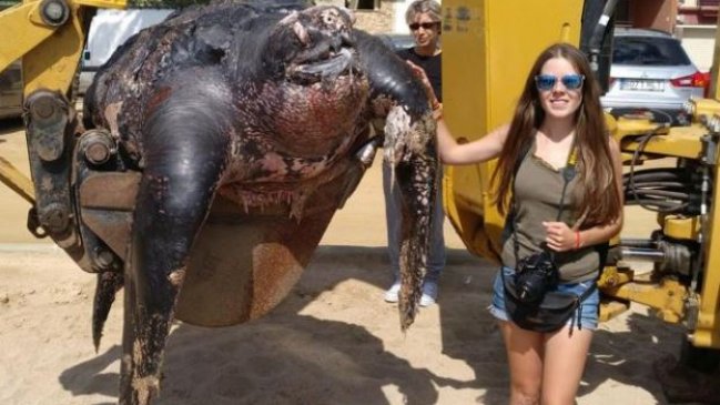 Tortuga gigante sorprendió a todos en playa española