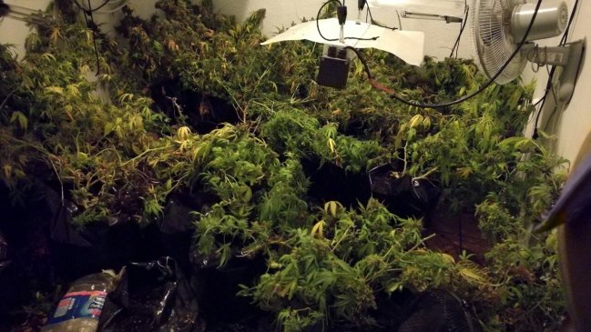 Decomisan 30 plantas de marihuana en departamento de Independencia