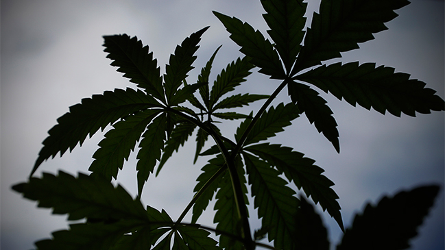 Marihuana medicinal en Chile: Exigen 