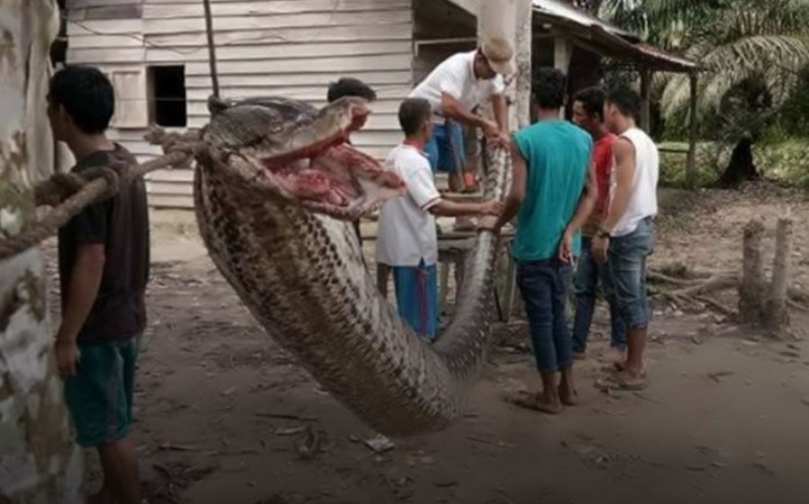 Hombre casi pierde un brazo pero mató a una pitón enorme en Indonesia