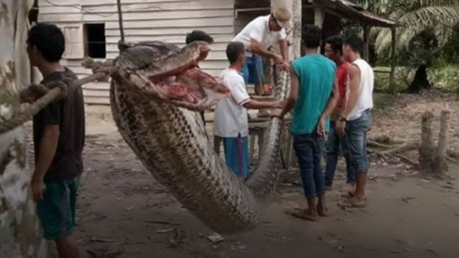 Hombre casi pierde un brazo pero mató a una pitón enorme en Indonesia