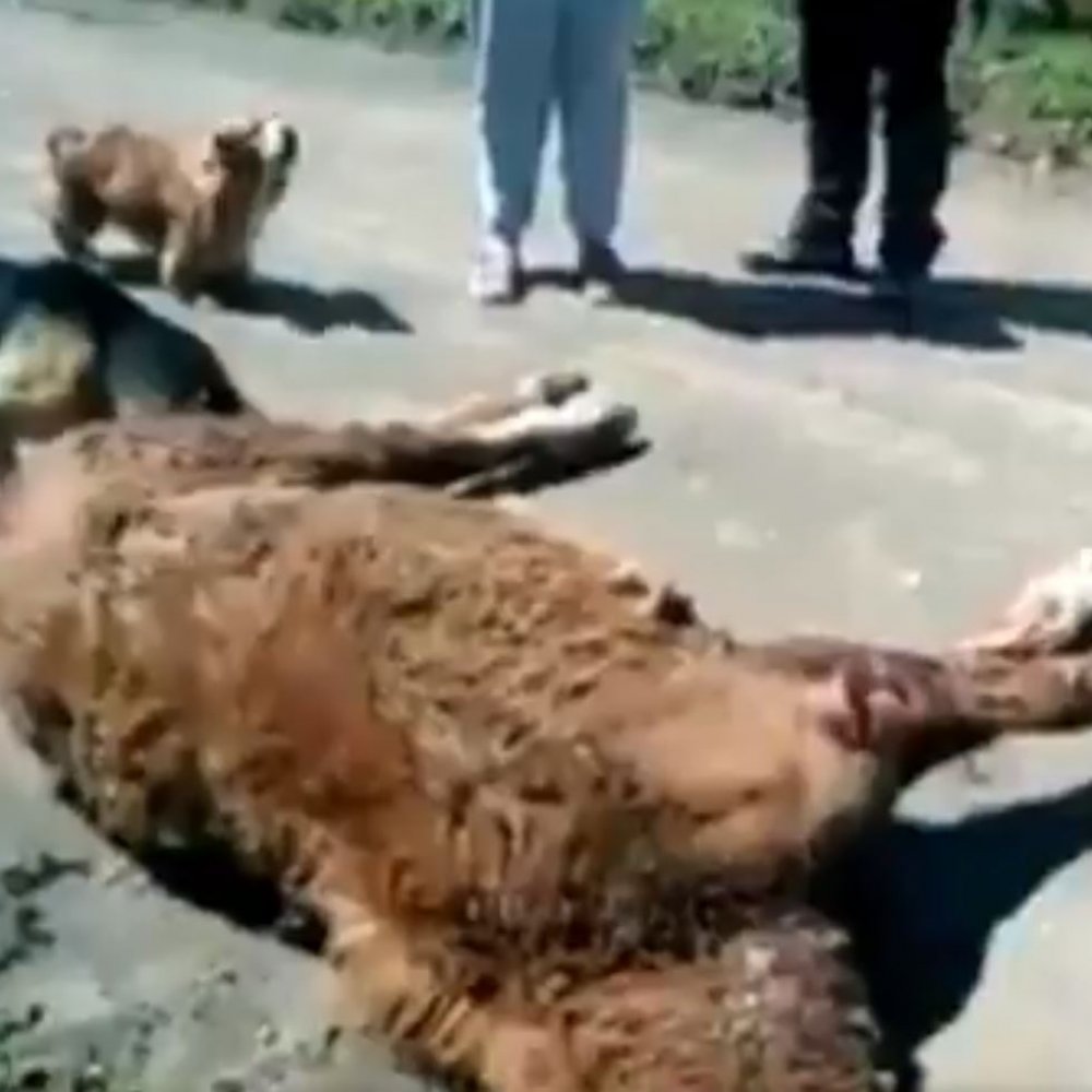 Horror en redes sociales por supuesto maltrato animal contra caballo