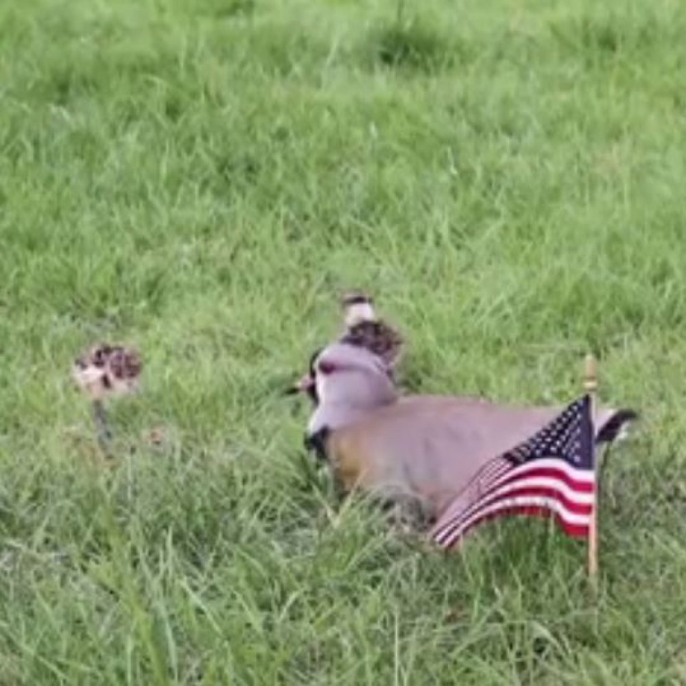 ¿Queltehues de EE.UU.? Aves nacidas en la embajada abren debate de nacionalidad