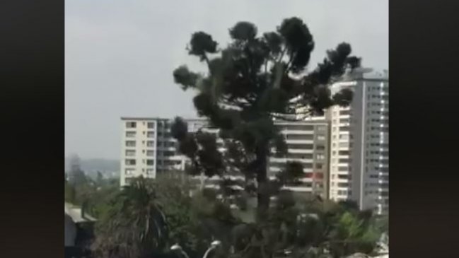Municipalidad de Ñuñoa respondió por criticada tala de una araucaria