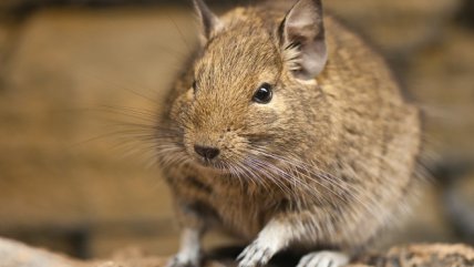 Científica explicó qué pasó con los ratones 