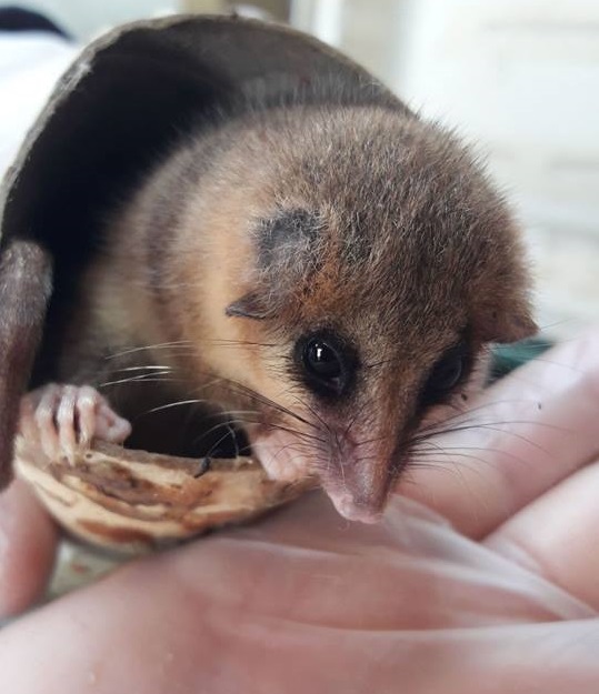 Liberan a monitos del monte encontrados en Concepción