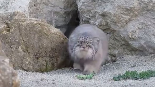 Encuentran en Grecia a un gato salvaje que se creía extinguido