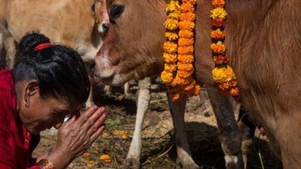   Nepal: Cientos de fieles participan en Día de Veneración de la Vaca 