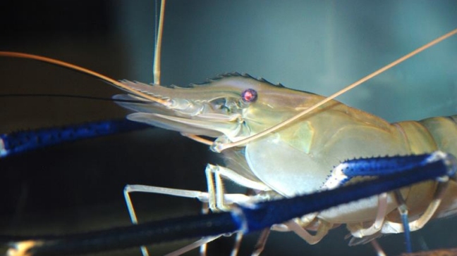 Miles de especies invasoras se fugan de estanques por terremoto en México