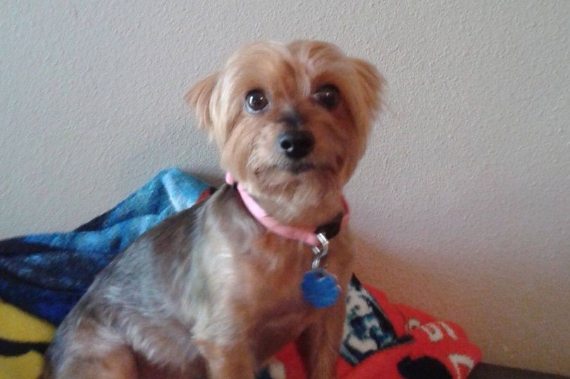 Corazón de mujer se “rompió” después de muerte de su perrita