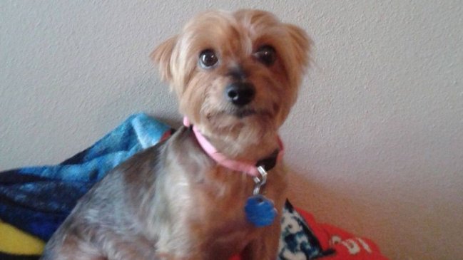 Corazón de mujer se “rompió” después de muerte de su perrita