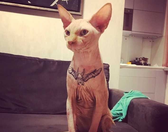Modelo ucraniana recibe duras críticas por tatuar a su gato