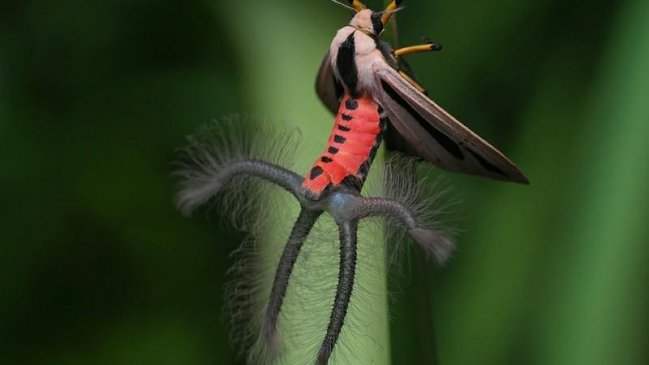 Se aclaró el misterio del extraño insecto que asustó a Australia e Indonesia