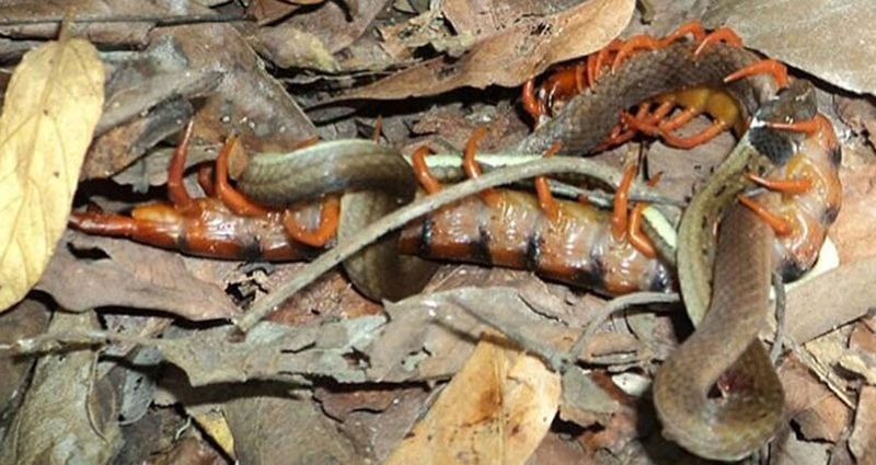 Temible ciempiés se comió a una serpiente mientras ponía huevos