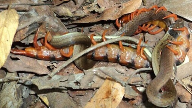 Temible ciempiés se comió a una serpiente mientras ponía huevos