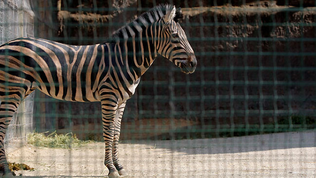 Animales muertos, desnutridos y robados: las nuevas víctimas de la crisis de Venezuela