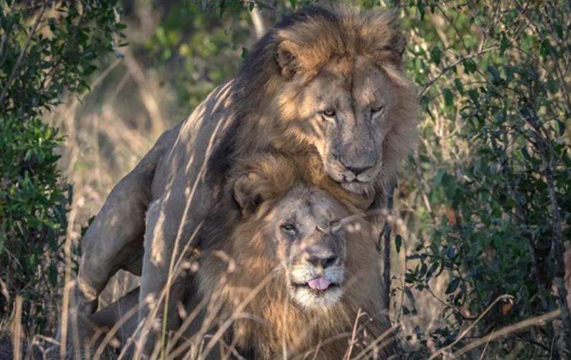 Leones homosexuales enojaron a las autoridades de Kenia