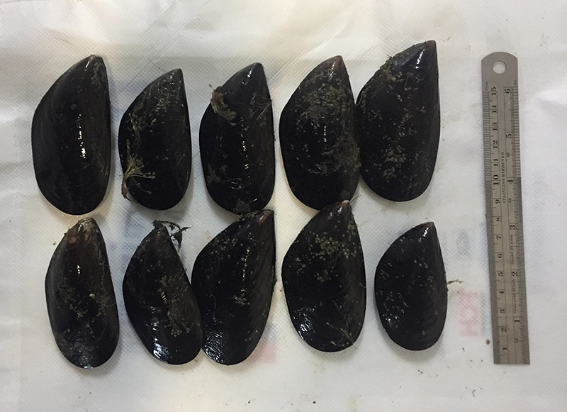 Chorito chileno finalmente fue reconocido por comunidad científica