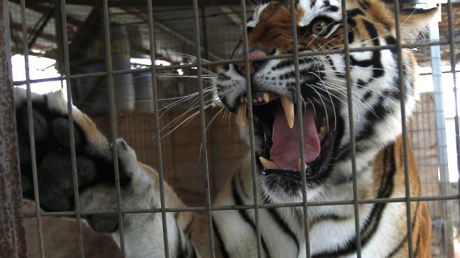 Tigre atacó a su cuidadora en zoológico de Rusia y visitantes se volcaron contra el animal