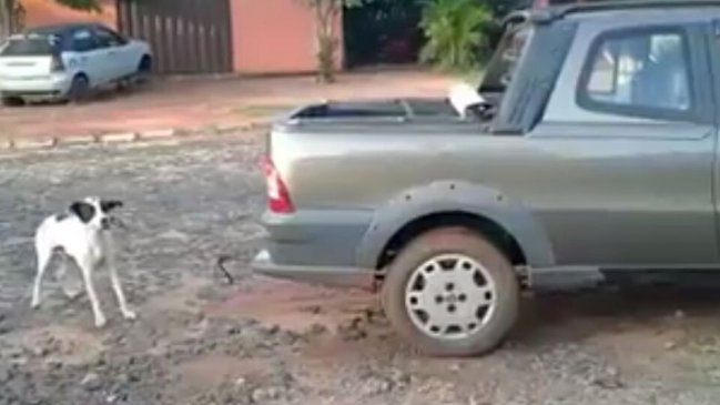 Muerte de perro arrastrado por un auto desata indignación en Paraguay