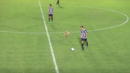 Perro ingresó a la cancha y "le hizo una falta" a jugador en la Tercera División de Argentina