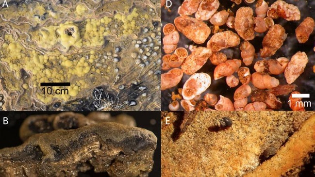 Científicos descubrieron fósiles vivos de hace 3.700 millones de años