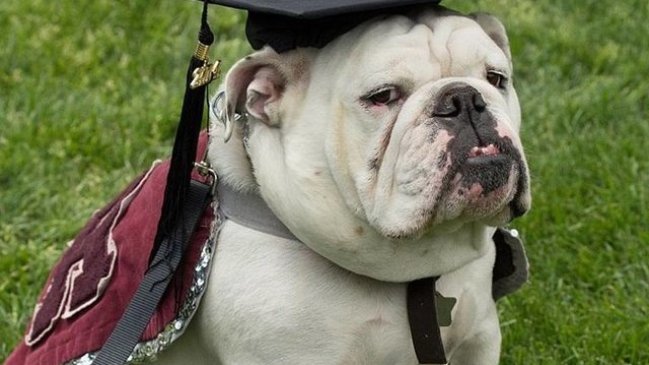 El triste final de la ceremonia en la que una universidad tituló a un perro