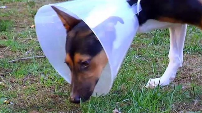 Justicia española dicta insólita orden de alejamiento a pareja que arrojó a una perra por la ventana