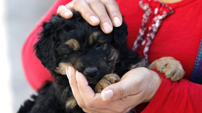 Estudio reveló que tener un perro reduce riesgos de enfermedades cardiovasculares