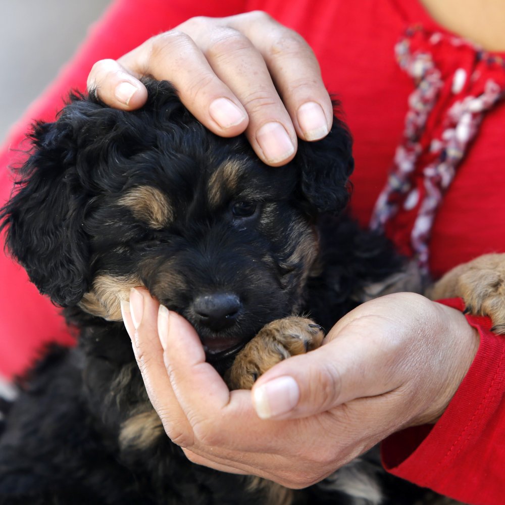 Estudio reveló que tener un perro reduce riesgos de enfermedades cardiovasculares