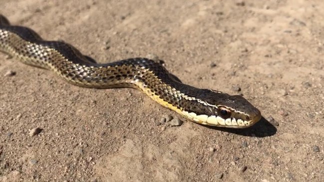 Niños atraparon una culebra fuera de su casa en Valparaíso