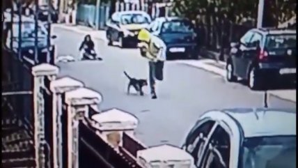 Perro evitó un robo y mordió al ladrón en el trasero