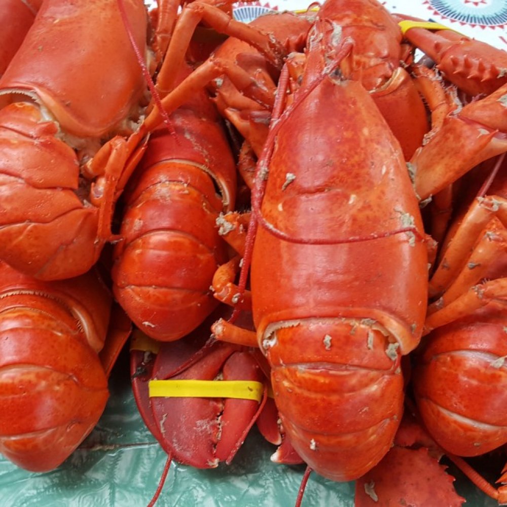 Encuentran a langosta con el logo de Pepsi “tatuado” en su pinza