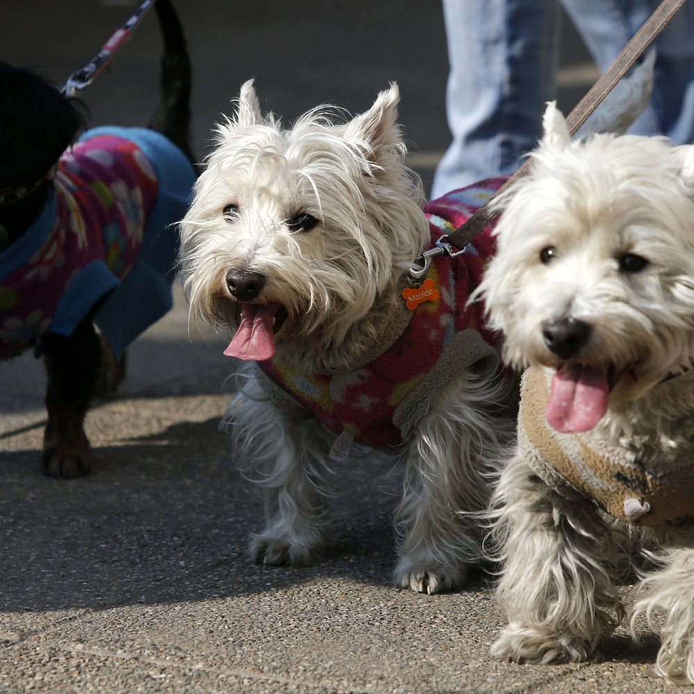 Feria de Mascotas tendrá jornadas de adopción, terapia y adiestramiento