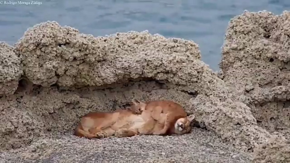 El tierno gesto de una mamá puma con su cría en Torres del Paine