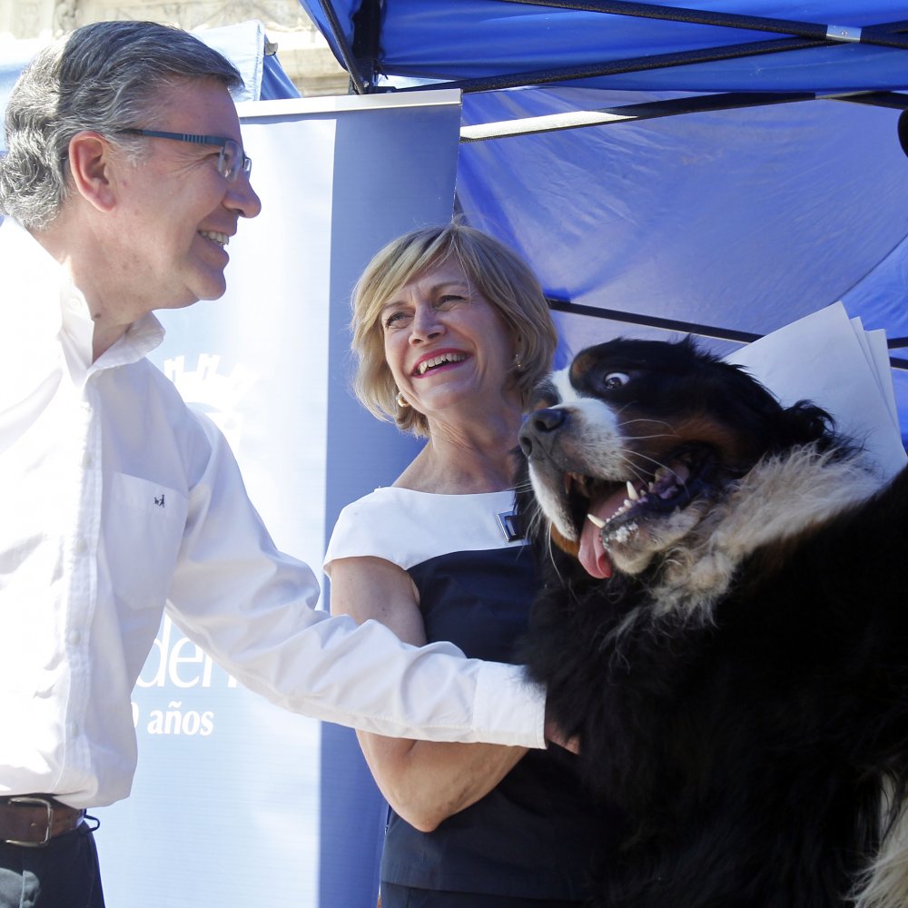 Alcaldesa Matthei por norma de tenencia responsable: 