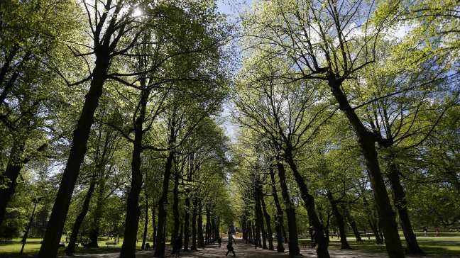 Las plantas reaccionan a la anestesia como los humanos y los animales