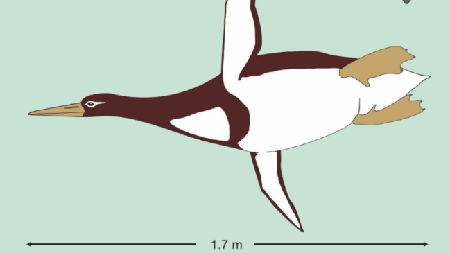 Científicos descubrieron pingüino prehistórico del porte de un humano