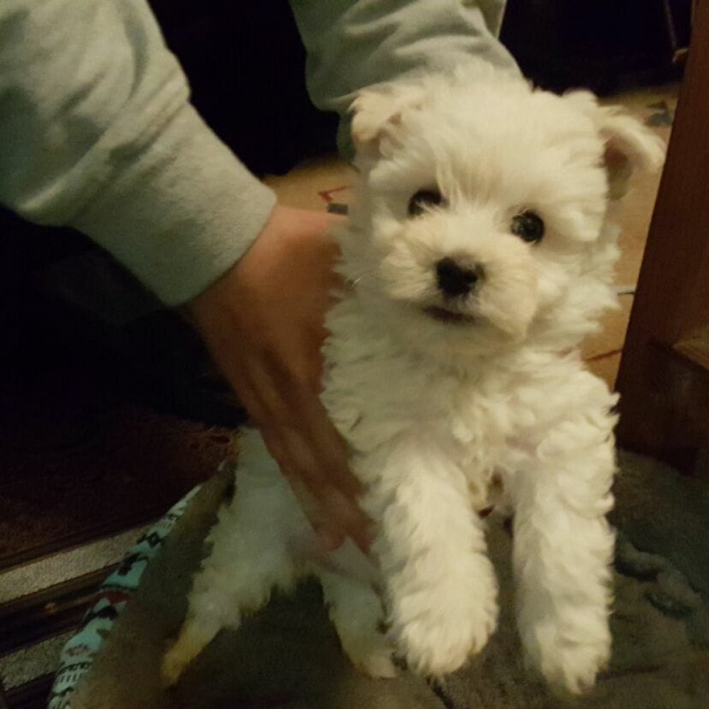 Cantante de Algarrobo fue a evento en beneficio para perros y le robaron la mascota
