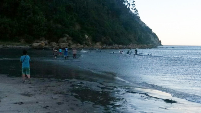 Masiva varazón de delfines sorprende a Llico
