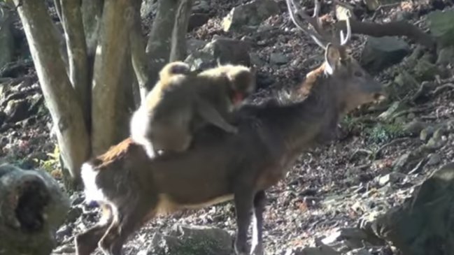 Científicos indagan los motivos que llevan a los monos a tener sexo con ciervos