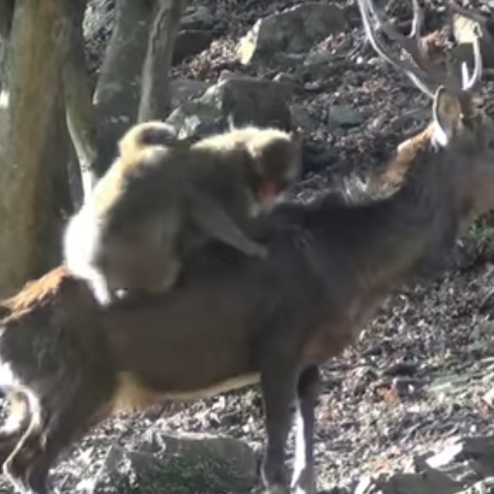 Científicos indagan los motivos que llevan a los monos a tener sexo con ciervos